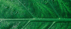 Immagine area intervento per l'ambiente